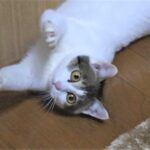 遊ぶ猫