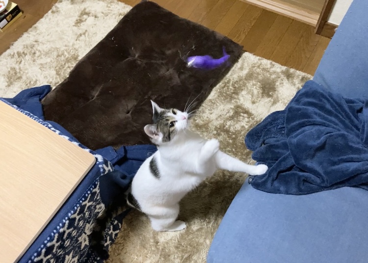毛虫の猫じゃらし