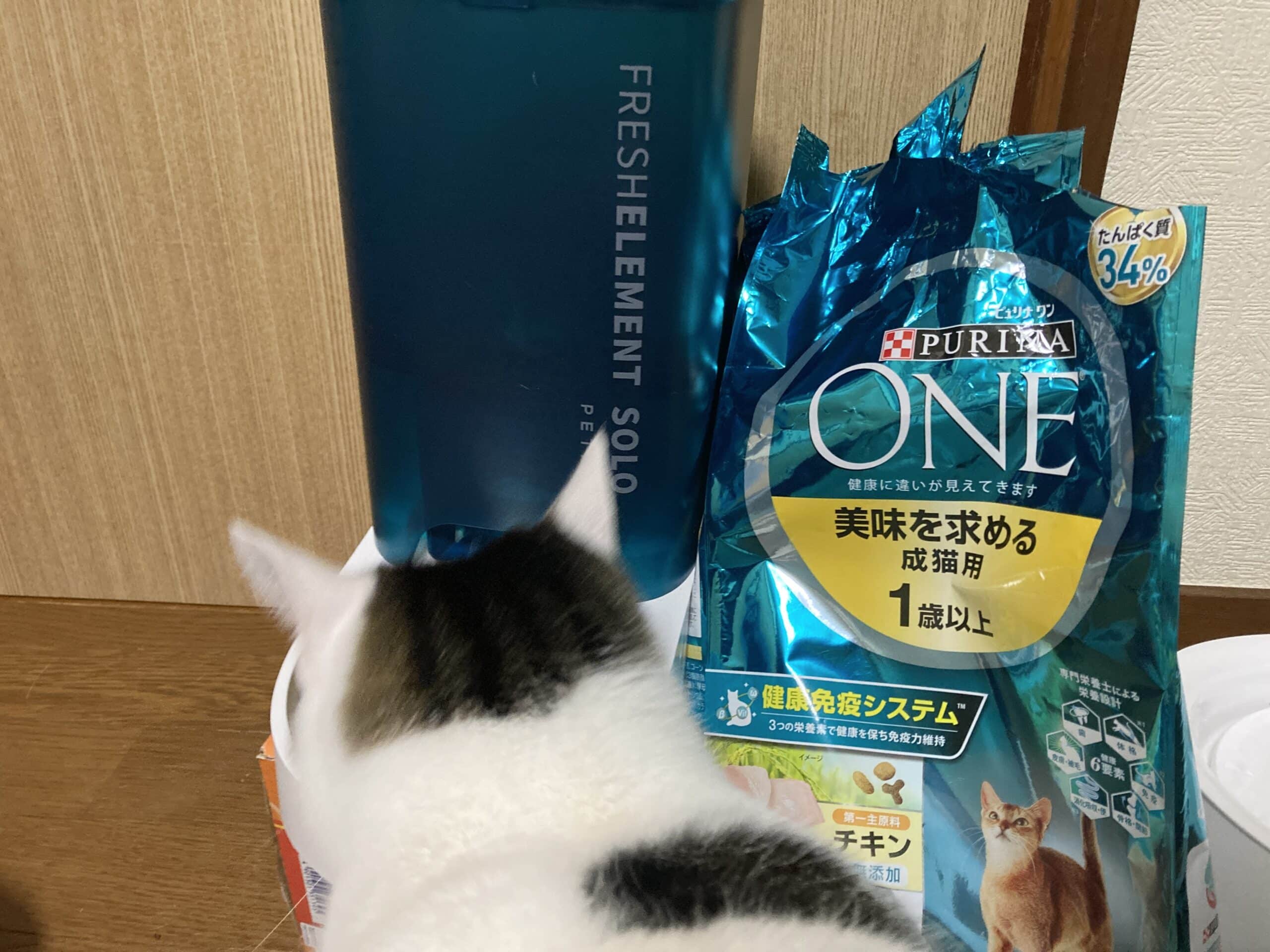 オートフィーダーと猫