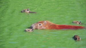 カピバラお風呂