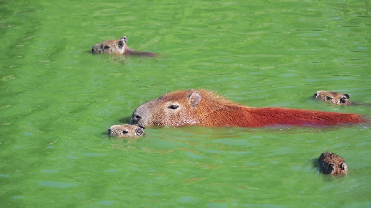 カピバラお風呂