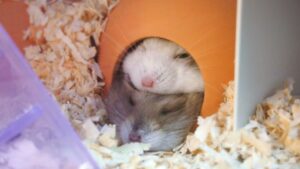 ハムスターのわだかまり