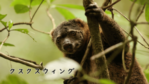 クスクスウィング