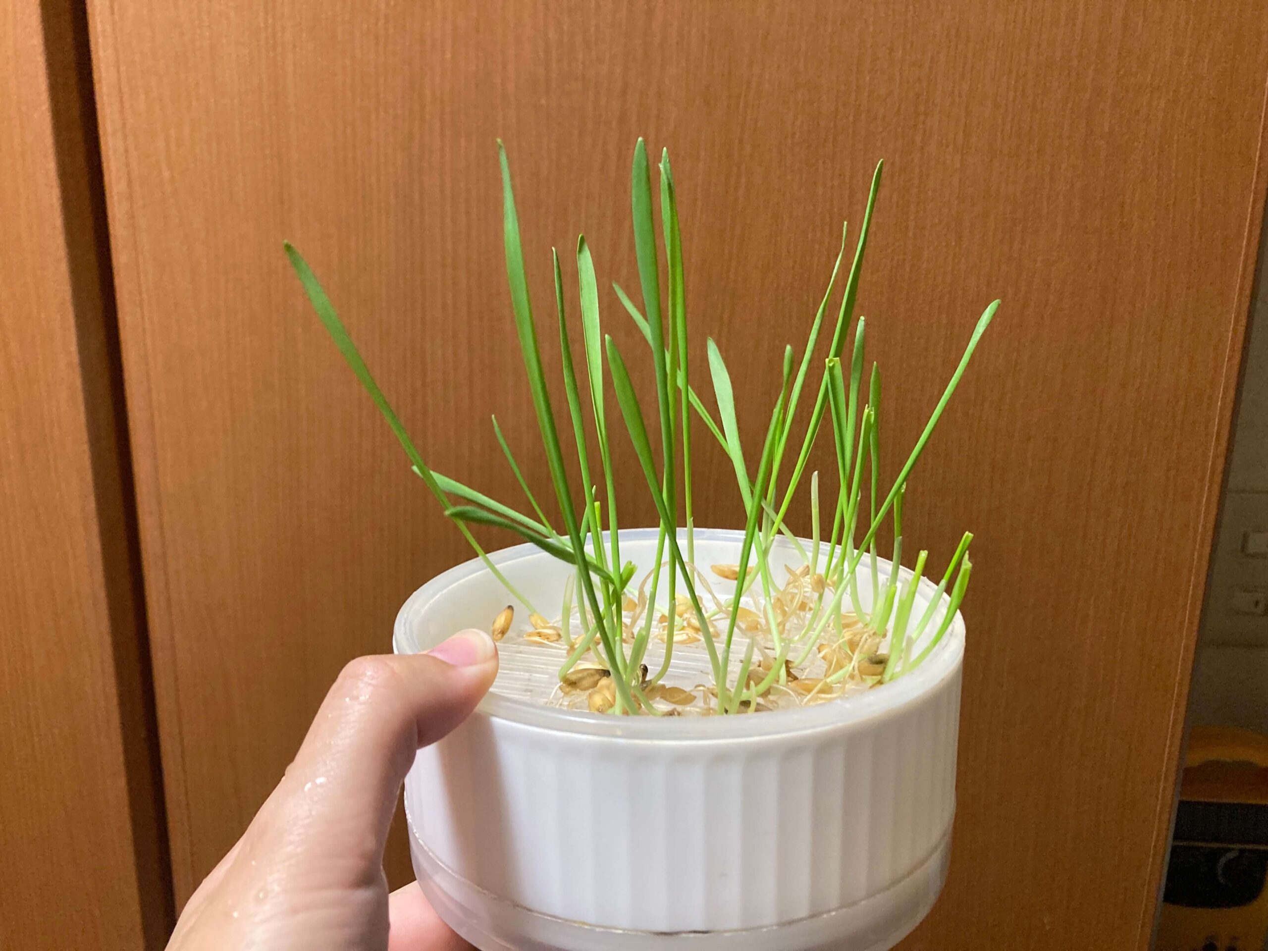 シンプルな水耕栽培