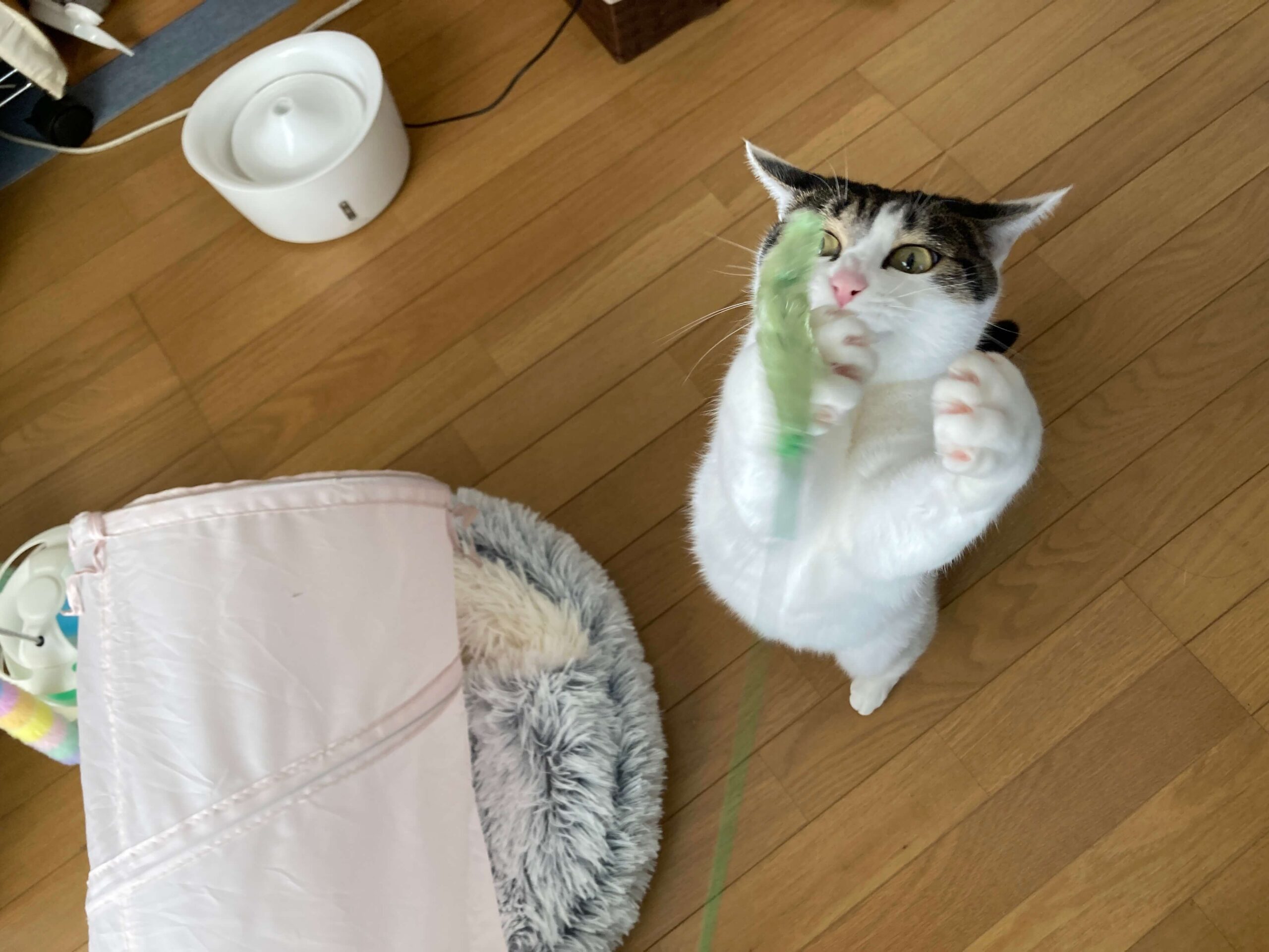 遊ぶぼっちゃん